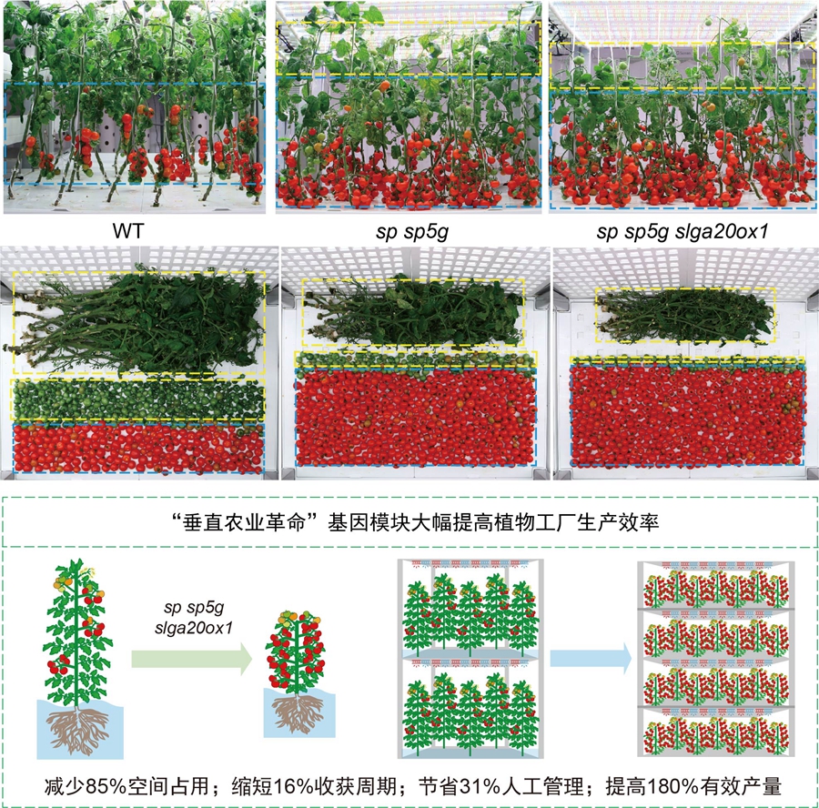 许操研究组编辑垂直农业革命基因模块大幅提高植物工厂生产效率