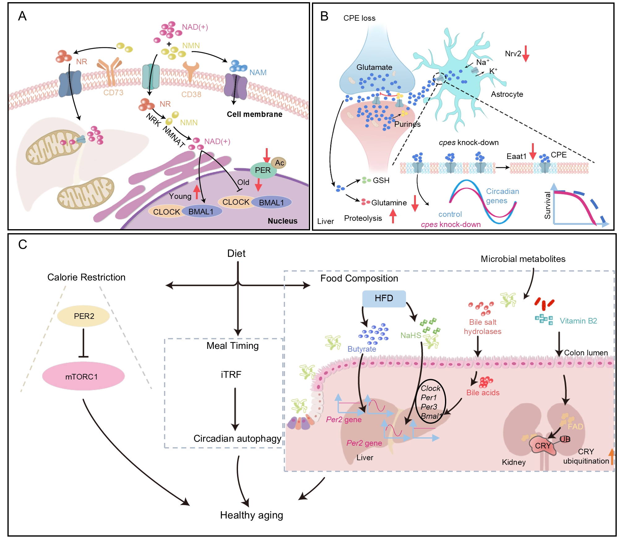 税光厚/李旻典/李岩在<em>Journal of Genetics and Genomics</em>综述代谢物在昼夜节律以及衰老中的作用及治疗潜力