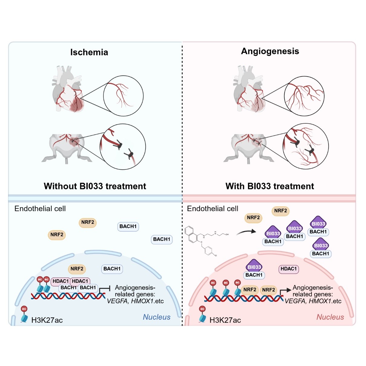 王秀杰团队合作发现可促进缺血性心血管疾病血管再生的小分子抑制剂