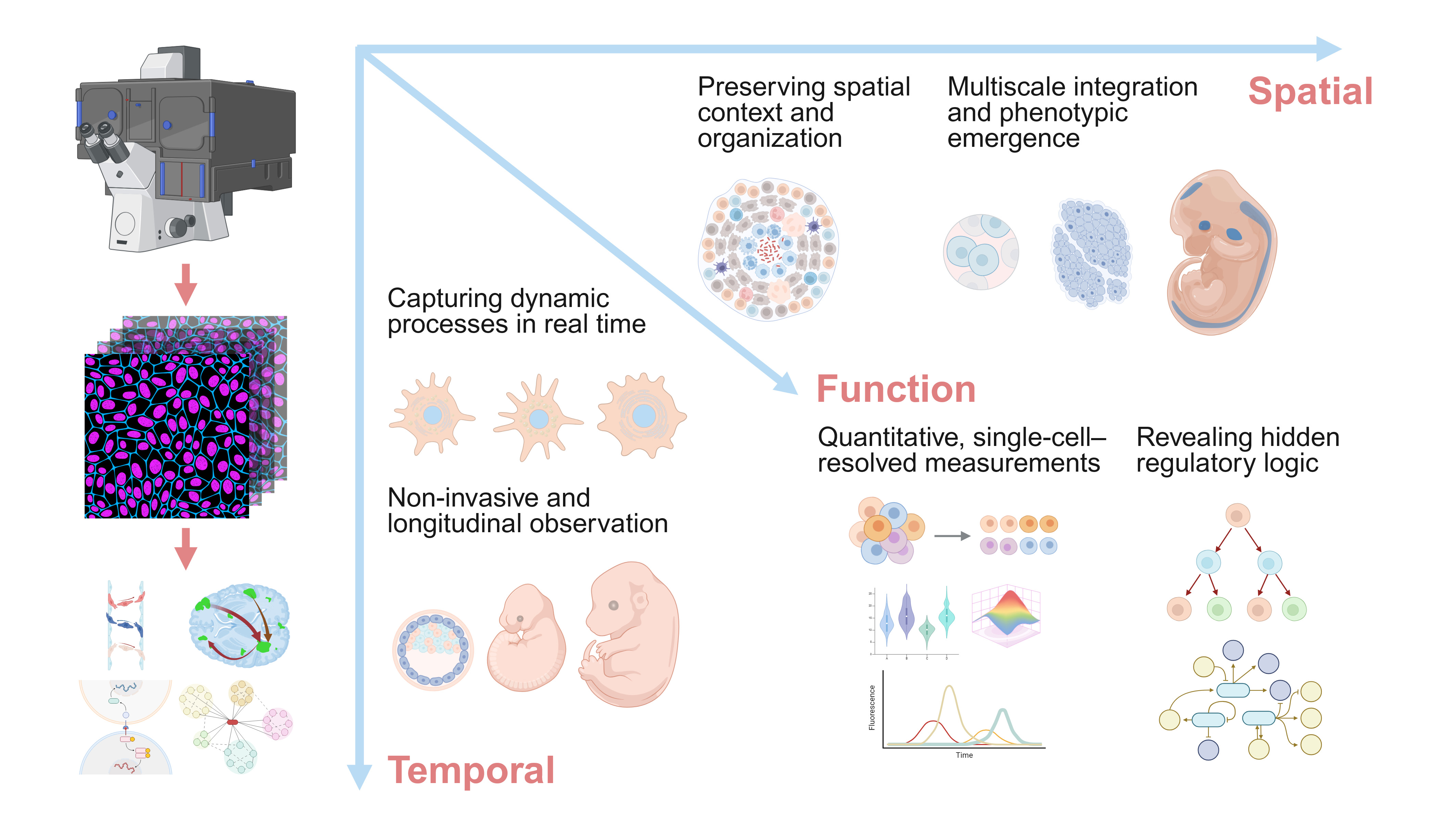 杜茁研究组综述活体成像赋能复杂生命过程解析的进展、挑战及展望