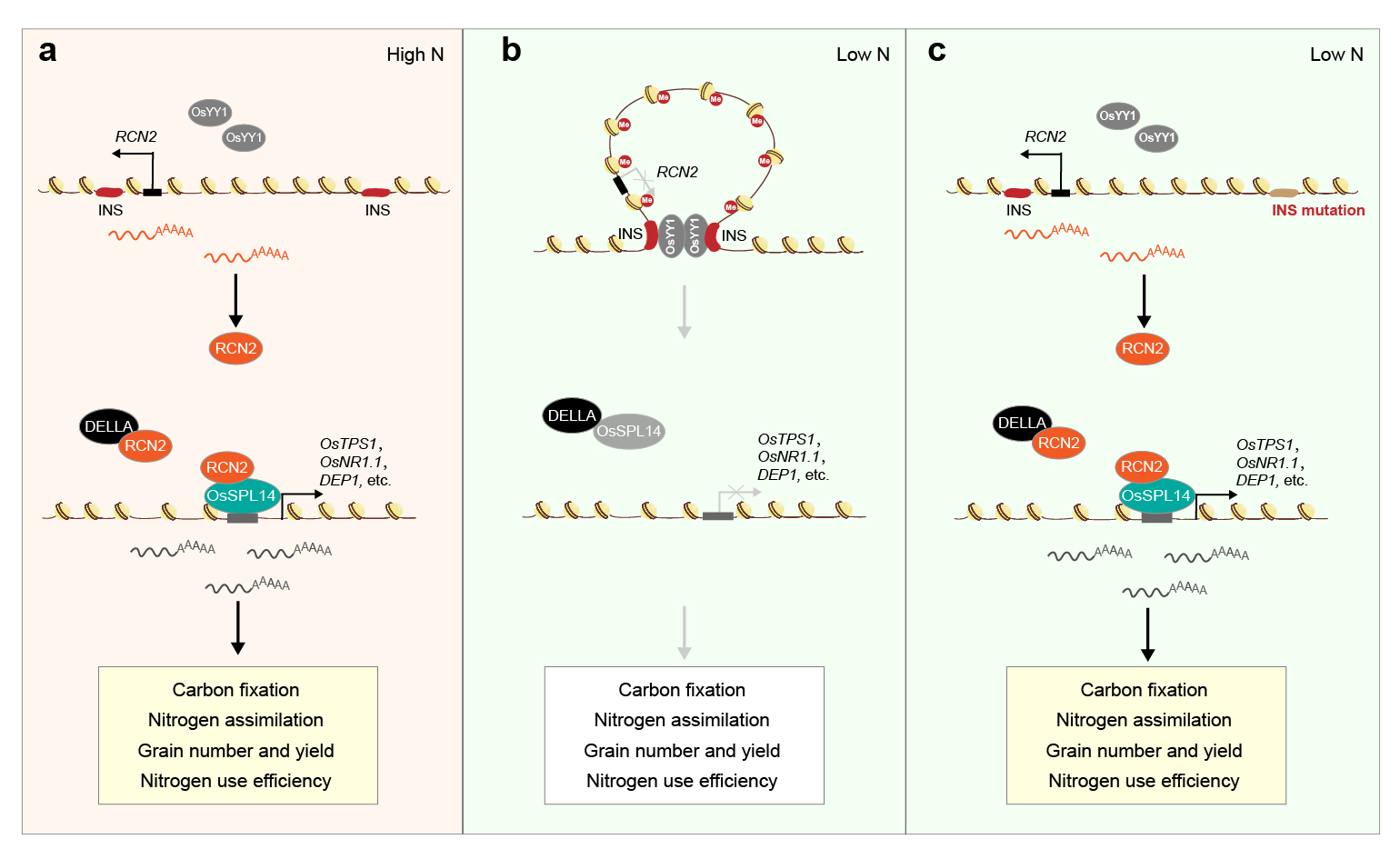 傅向东团队发现了水稻产量与氮肥利用率协同增效的染色体三维结构调控机制，为“少投入、多产出”的可持续农业发展开辟了新的育种路径
