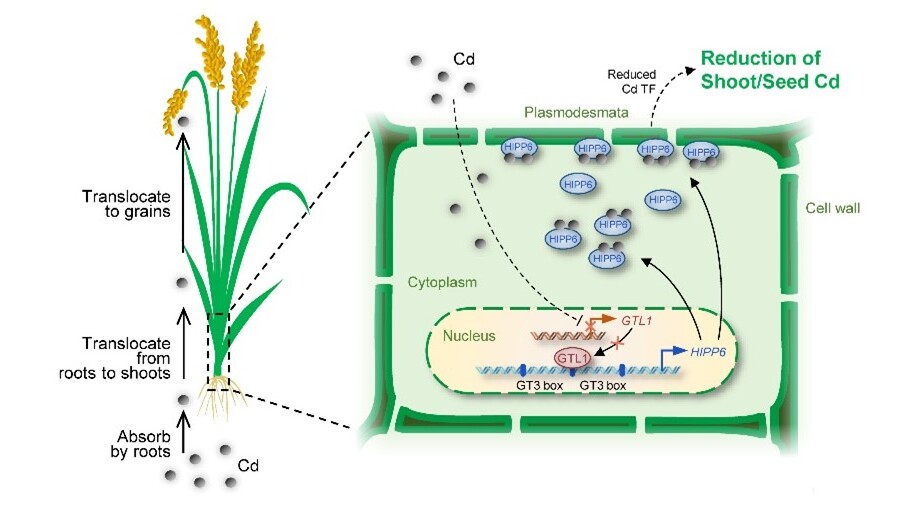 李小方研究组在植物调控镉积累机制领域取得重要进展