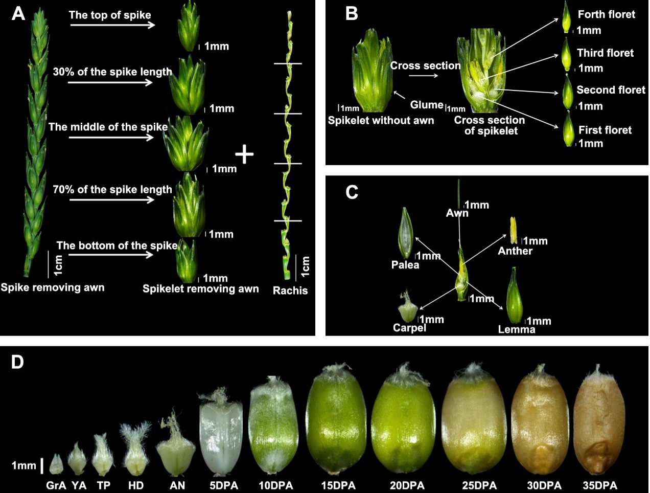 鲁非团队合作揭示小麦穗器官发育的关键遗传与代谢调控网络