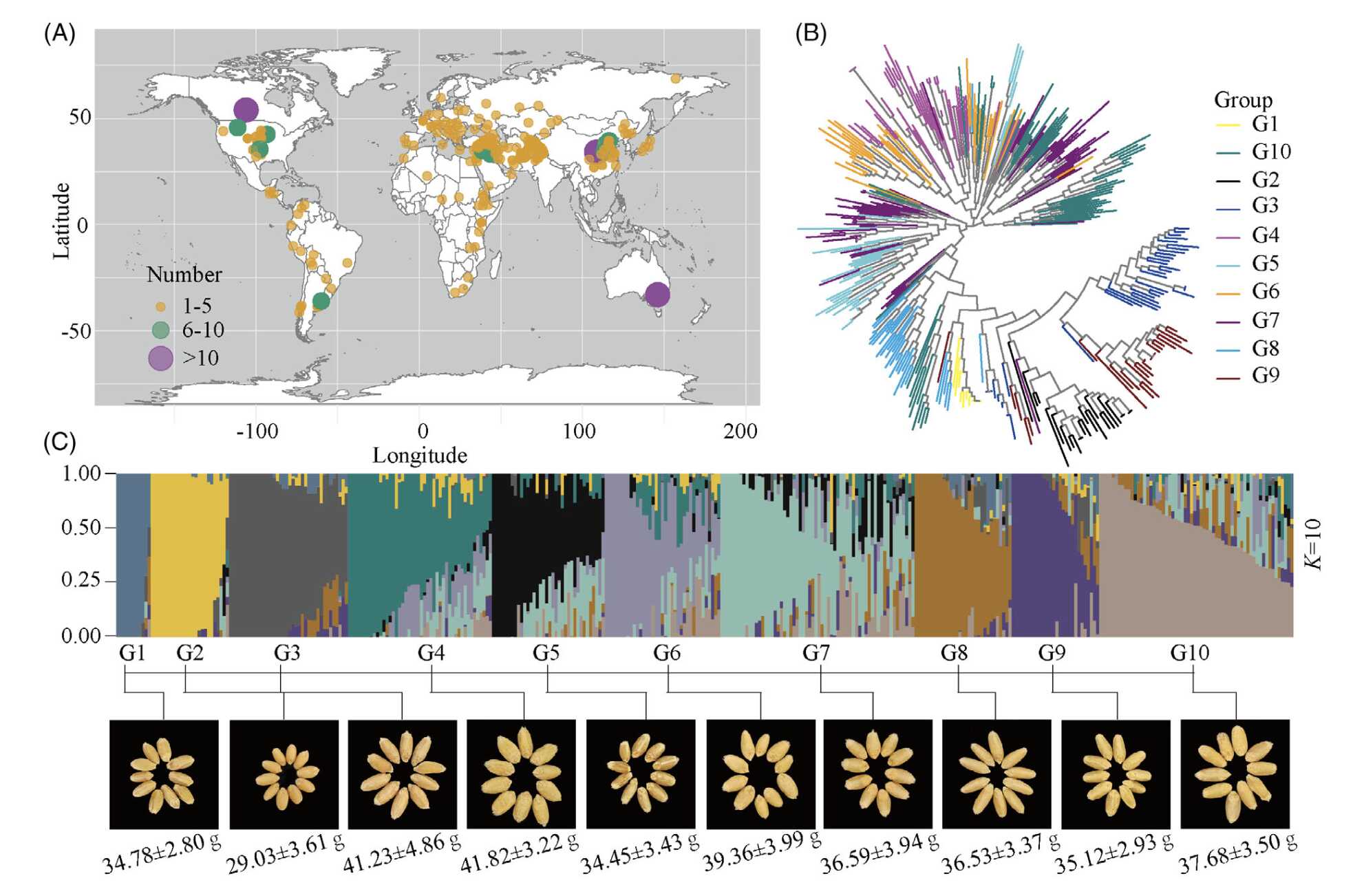 鲁非团队合作揭示TaODORANT1调控小麦粒重的分子机制