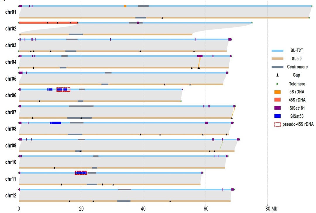 梁承志研究组在番茄T2T参考基因组构建方面取得重要进展