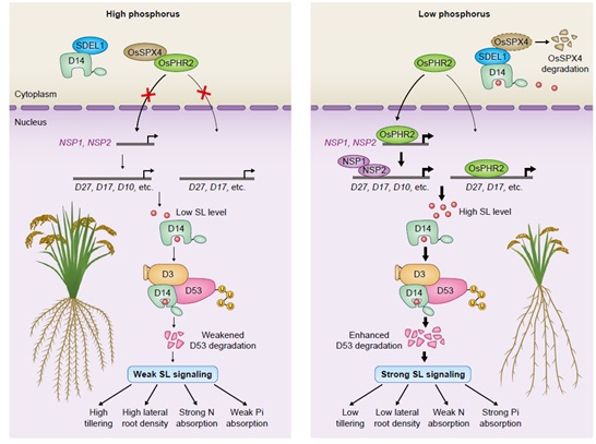 王冰研究员应邀综述独脚金内酯感知机制及其在作物养分响应中的核心作用