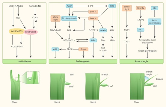 王冰/李红菊应邀与多位学者联合撰写植物地上发育机制及育种应用进展综述