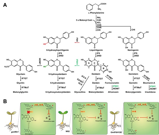 王国栋研究组揭示大豆异黄酮6-羟化酶调控代谢平衡赋予大豆抗疫霉病的分子机制
