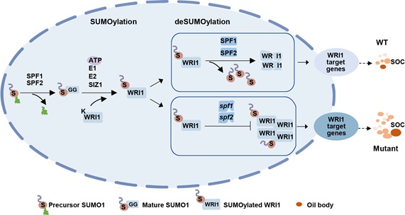 胡赞民研究组揭示SPF1/2介导WRI1去SUMO化负调控种子油脂合成