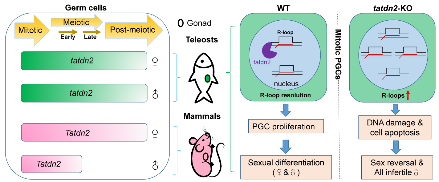 屠强研究组在生殖细胞基因组稳定性维持机制研究中取得进展