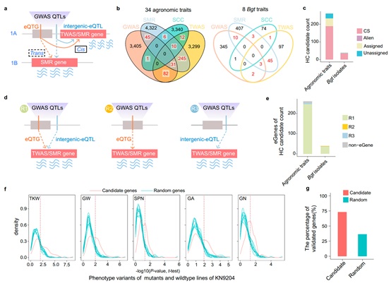 贺飞/凌宏清团队解析野生近缘种渗入在小麦遗传背景下的表达调控机制
