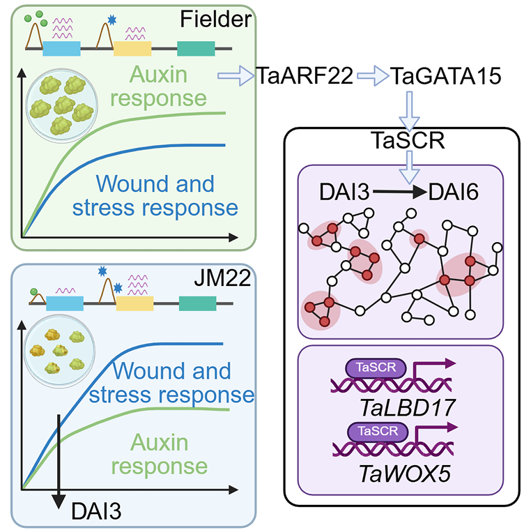 肖军研究组联合山东农业大学张宪省团队揭示小麦基因型依赖的再生效率差异的调控机制