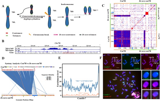 韩方普研究组在植物着丝粒研究中取得新进展