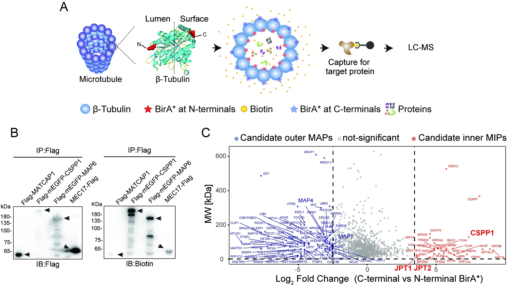 孟文翔研究组系统解析单联微管腔内环境调控机制，揭示微管内部空间的功能意义