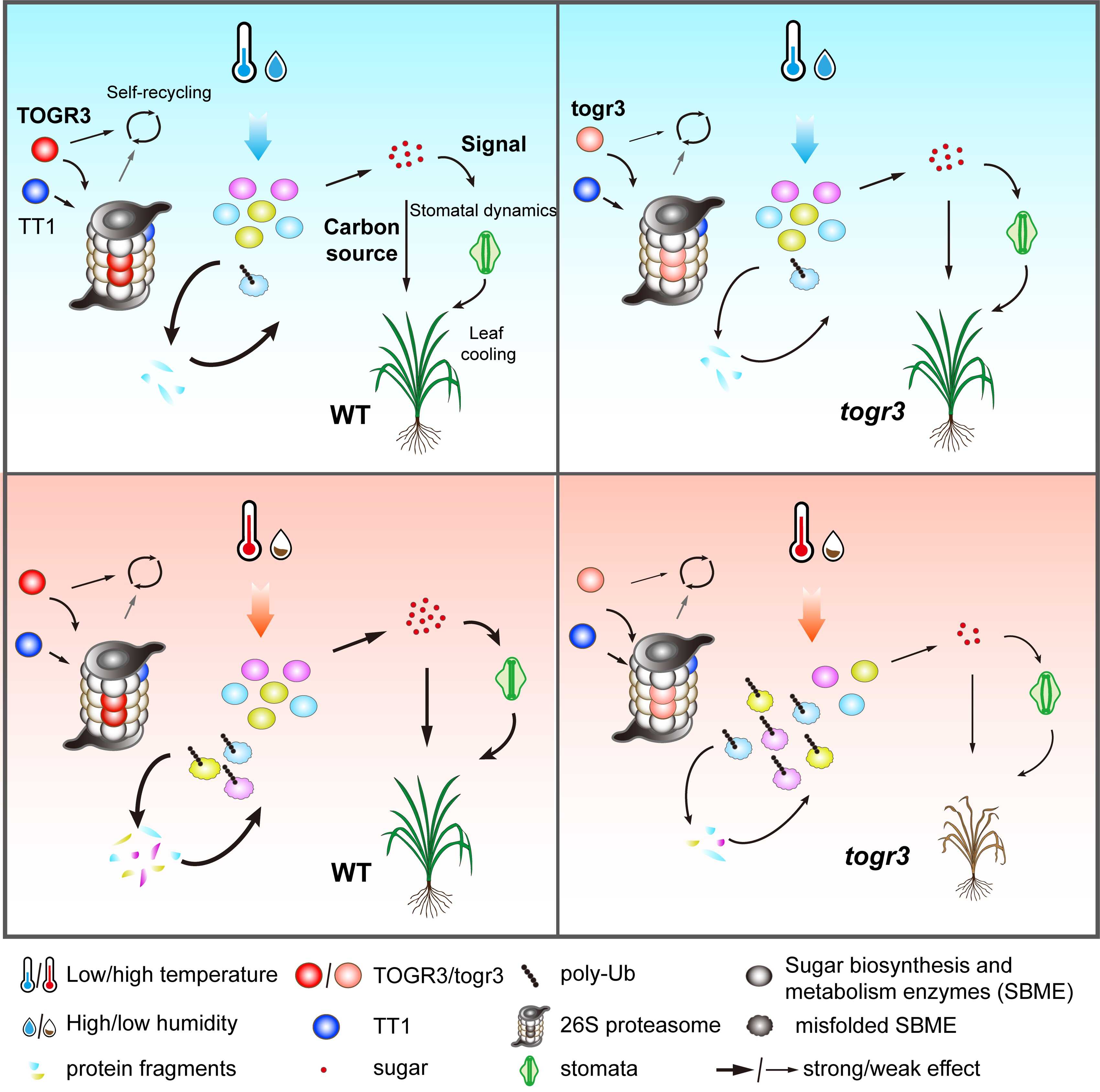 薛勇彪研究组揭示26S蛋白酶系统协同糖稳态平衡水稻耐热性与生长发育