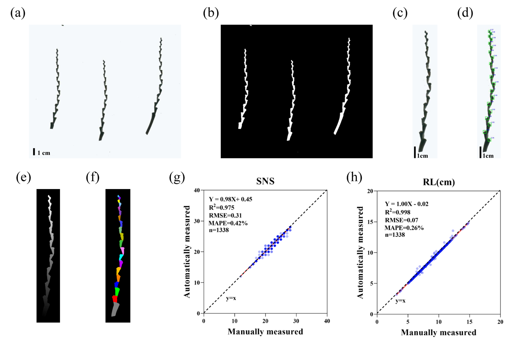 蒋霓研究组研发穗轴表型解析系统助力小麦小穗分布遗传解析