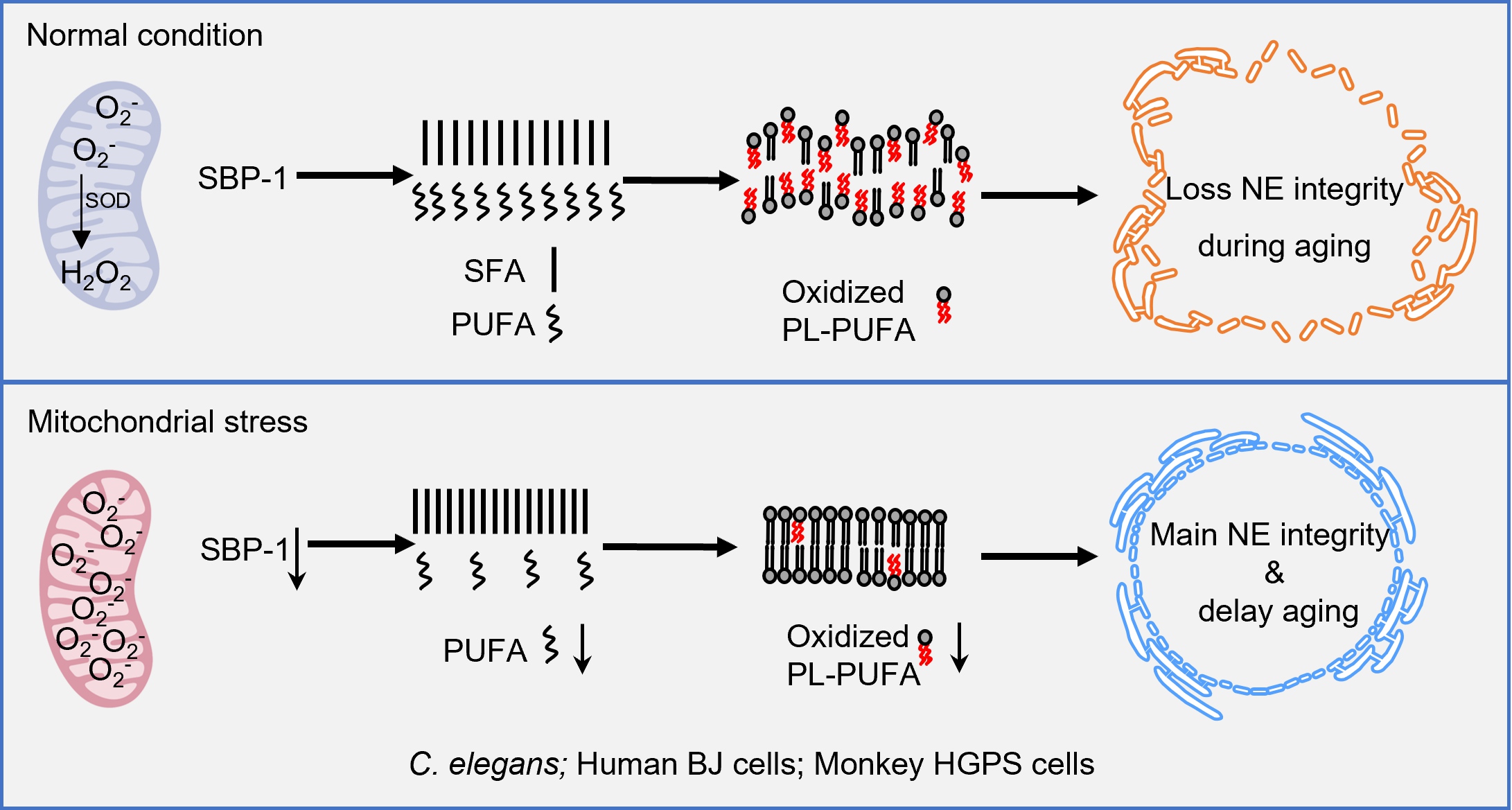 田烨研究组揭示线粒体氧化信号调控核膜完整性与衰老的新机制