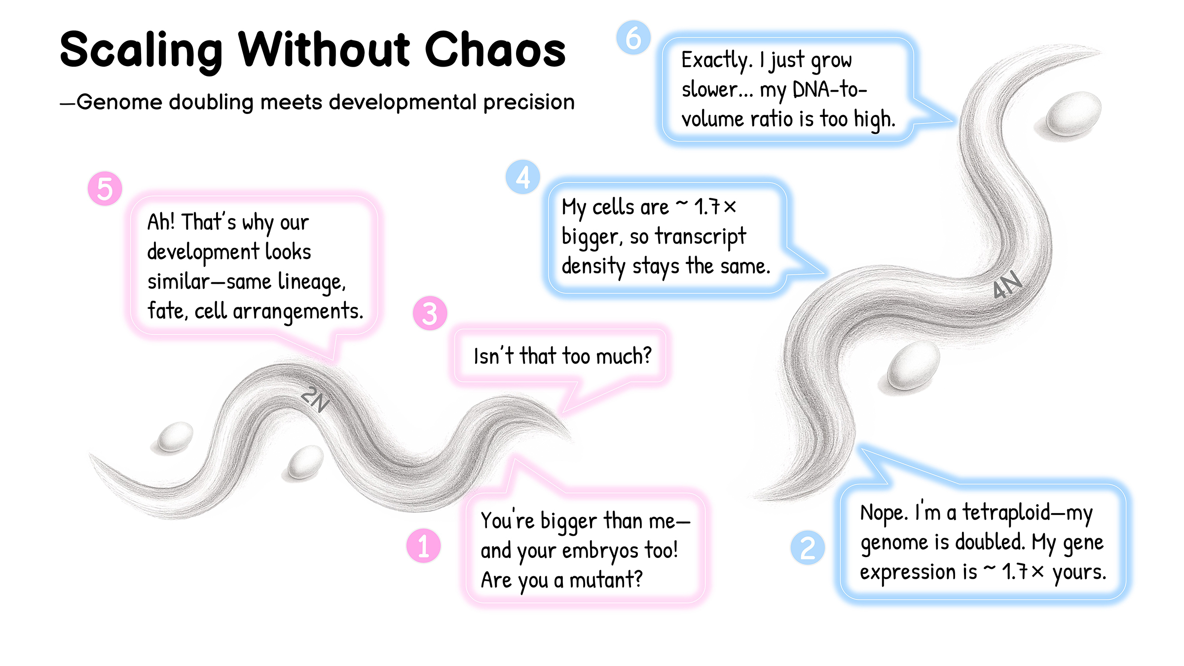 杜茁研究组揭示尺寸-功能精确偶联赋予基因组大尺度扰动下的发育稳健性