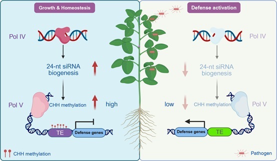 王园团队解码大豆免疫的“静默态”：RdDM如何设定全基因组范围的免疫阈值