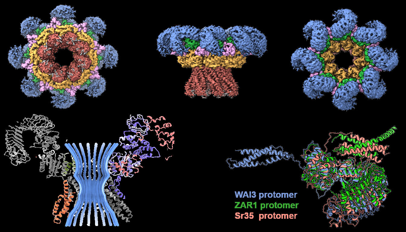 植物免疫团队揭示小麦CC<sub>G10</sub>-NLR免疫受体激活机制