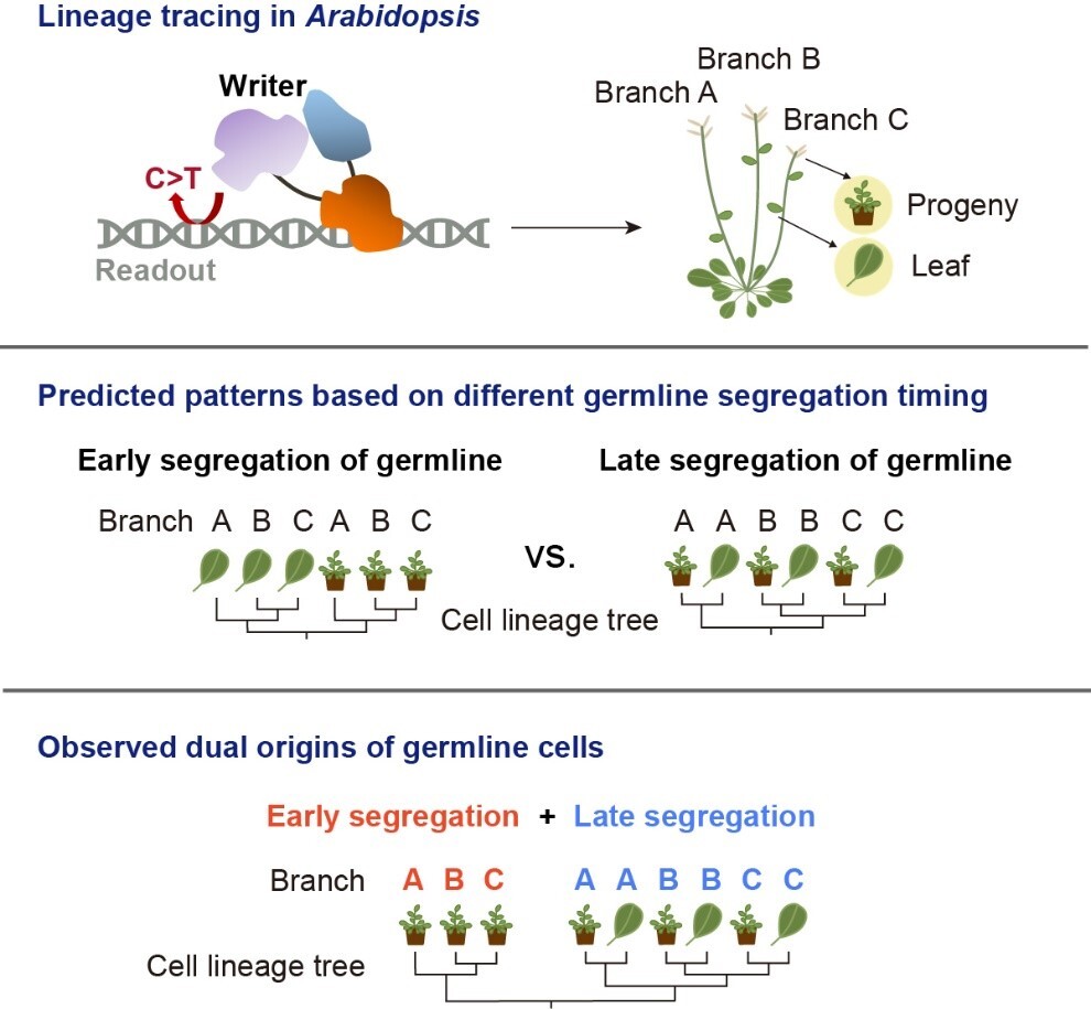 钱文峰研究组利用动态碱基谱系追踪系统揭示植物存在早期分离的生殖系细胞