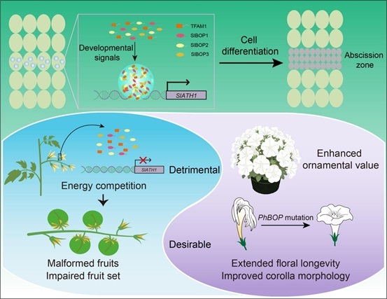 许操研究组报道基于演化发育学的跨物种个性化定制育种