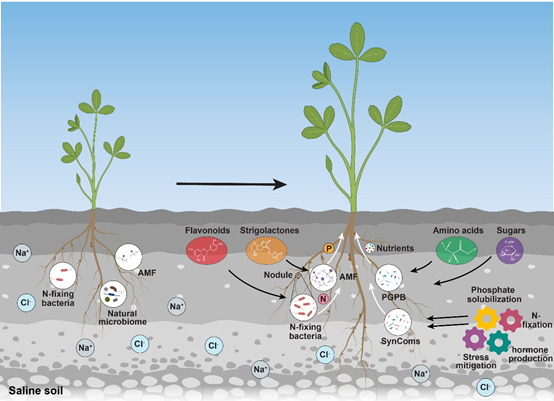 冯健研究员应邀撰写“通过根际微生物组提升苜蓿等植物耐盐性”的观点文章