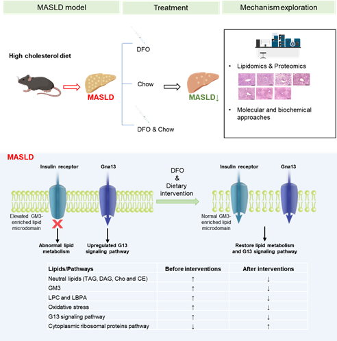 税光厚研究组揭示铁螯合剂联合饮食干预协同改善脂肪性肝病