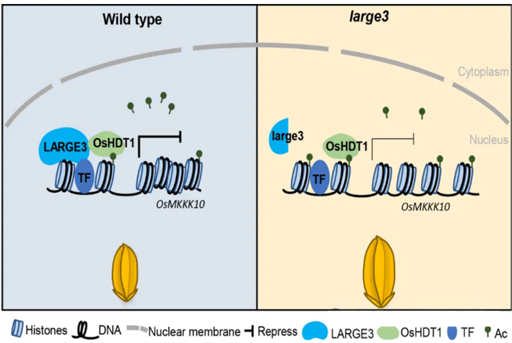李云海等团队合作发现种子大小和产量调控的表观遗传新机制