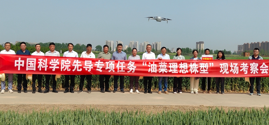 中国科学院先导专项任务“甘蓝型油菜理想株型新品系设计与创制”成果现场考察会在河南遂平召开