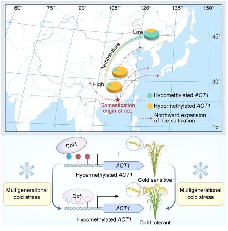 育种前沿技术实验室曹晓风团队与高彩霞团队成果入选2025年度“中国生命科学十大进展”