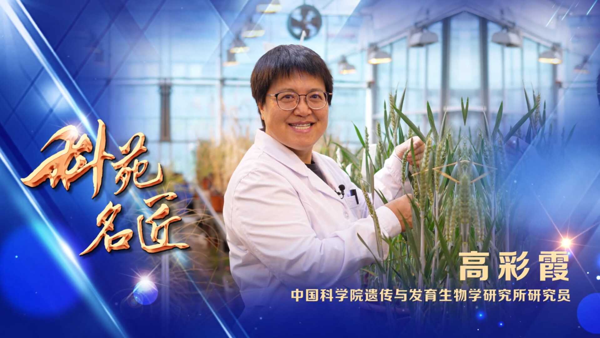 喜讯！遗传发育所高彩霞研究员荣获中国科学院第七届科苑名匠