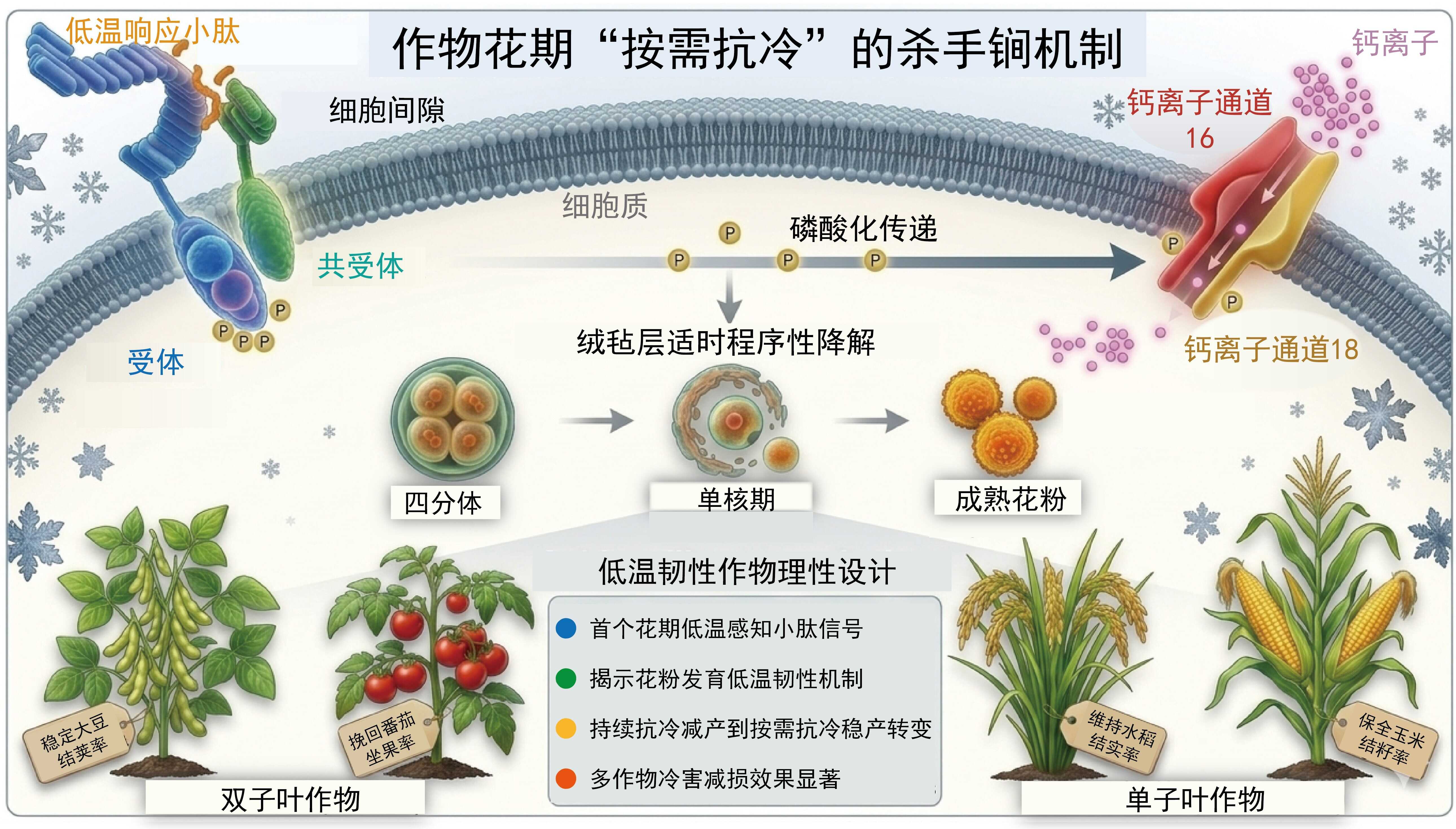 许操团队破解作物花期“按需抗冷”的杀手锏机制