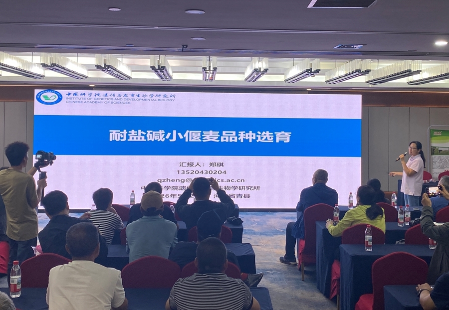 旱碱麦高质量发展现场考察研讨会在沧州召开