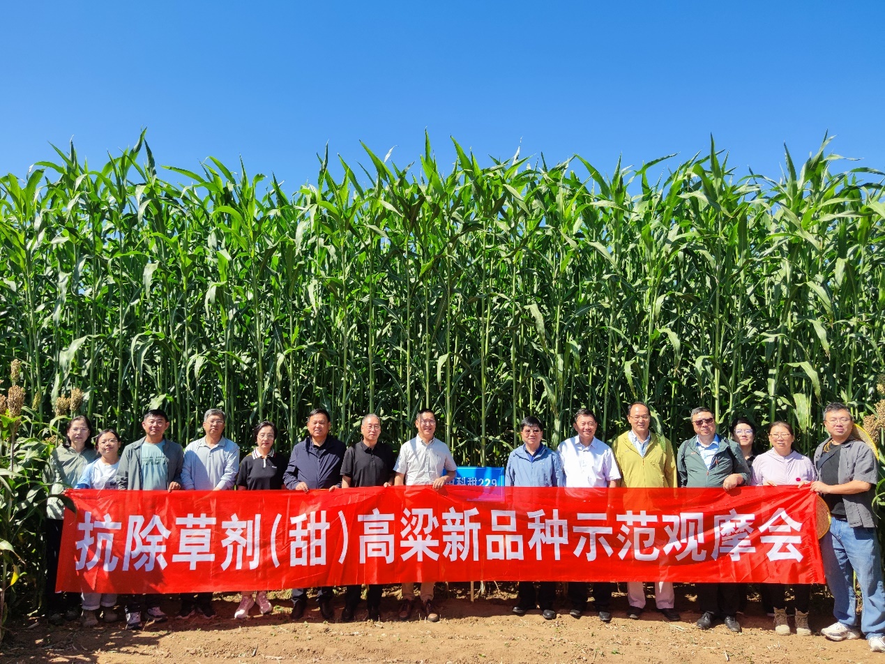 遗传发育所举办“抗除草剂耐逆（甜）高粱新品种”示范观摩会